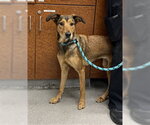 Small #1 Doberman Pinscher Mix
