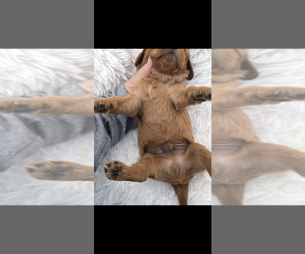 Medium Photo #5 Cavalier King Charles Spaniel Puppy For Sale in NILES, MI, USA