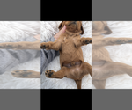 Small #4 Cavalier King Charles Spaniel