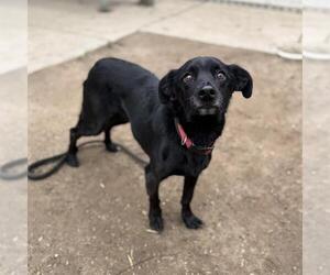 Rat Terrier-Unknown Mix Dogs for adoption in Modesto, CA, USA