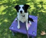 Small Photo #3 Border Collie Puppy For Sale in PERRIS, CA, USA