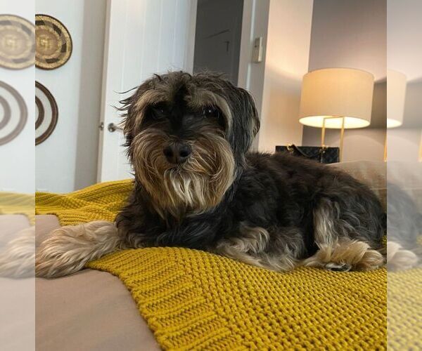 Medium Photo #1 Morkie Puppy For Sale in BROOKLYN, NY, USA