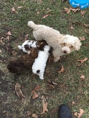 Mother of the Poodle (Toy) puppies born on 08/26/2017