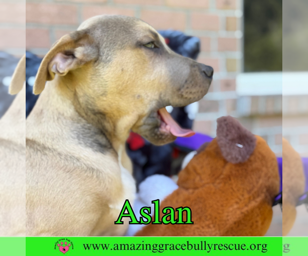 Medium Photo #10 Bulldog-Labrador Retriever Mix Puppy For Sale in Pensacola, FL, USA