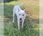 Small Photo #2 Mutt Puppy For Sale in Bryant, AR, USA
