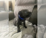 Small Photo #13 Cane Corso Puppy For Sale in DONEGAL, PA, USA