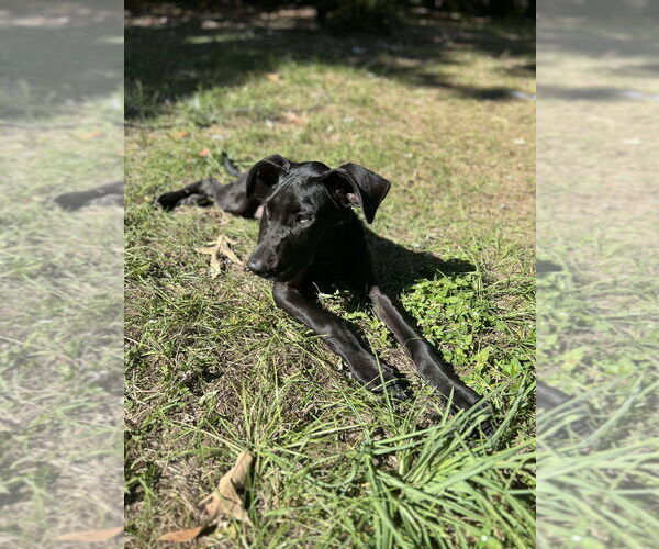 Medium Photo #4 Great Dane Puppy For Sale in Bullard, TX, USA
