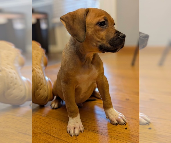 Medium Photo #27 America Bandogge Mastiff Puppy For Sale in SNELLVILLE, GA, USA