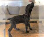 Puppy Axl Rose German Shorthaired Pointer