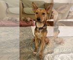 Small Mutt