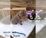 Small Photo #1 Labrador Retriever Puppy For Sale in POLK, OH, USA
