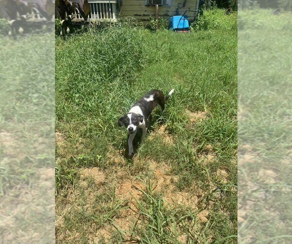 Medium Photo #2 Mutt Puppy For Sale in FRAMINGHAM, MA, USA