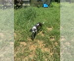 Small #1 Mutt