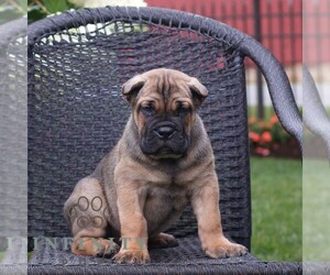 Cane Corso Puppy for sale in LANCASTER, PA, USA