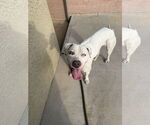 Small #8 Bulldog-Staffordshire Bull Terrier Mix