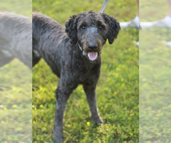 Medium Photo #2 Poodle (Standard)-Unknown Mix Puppy For Sale in Cookeville, TN, USA