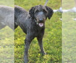 Small #1 Poodle (Standard) Mix