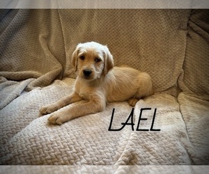 Labradoodle Puppy for sale in MELVERN, KS, USA