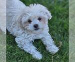 Small #4 Maltipoo (Miniature)