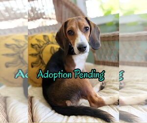 Beagle Dogs for adoption in Dunnellon, FL, USA
