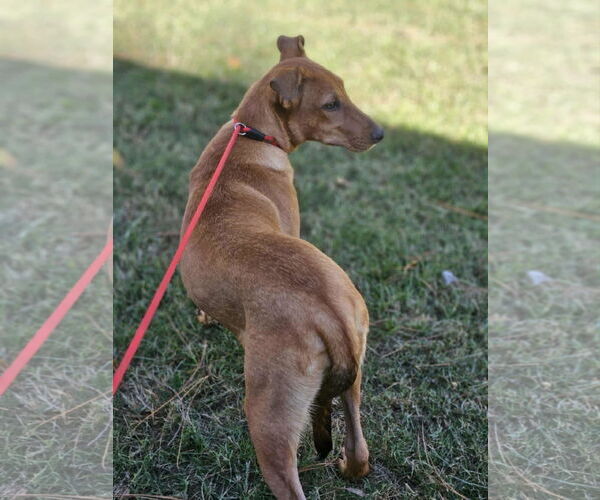 Medium Photo #17 Mutt Puppy For Sale in Wakefield, RI, USA