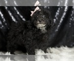 Small #4 Poodle (Toy)