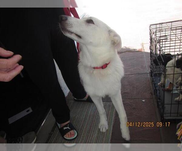 Medium Photo #1 German Shepherd Dog Puppy For Sale in Santa Rosa, CA, USA