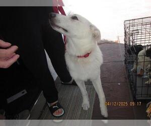 German Shepherd Dog Dogs for adoption in Santa Rosa, CA, USA