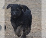 Small Photo #1 Shepadoodle Puppy For Sale in FOUNTAIN, CO, USA