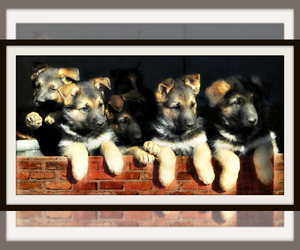 German Shepherd Dog Puppy for sale in LISBON, OH, USA