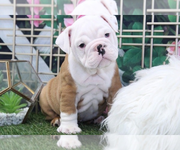 View Ad English Bulldog Puppy for Sale near