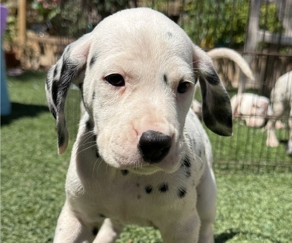 Medium Photo #25 Dalmatian Puppy For Sale in LA PUENTE, CA, USA