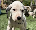 Small #2 Dalmatian