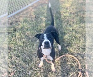 Mutt Dogs for adoption in Louisville, KY, USA