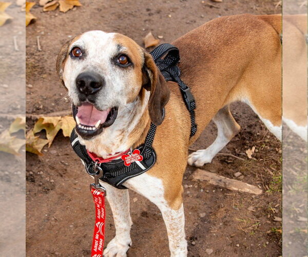 Medium Photo #11 Mutt Puppy For Sale in Canton, CT, USA