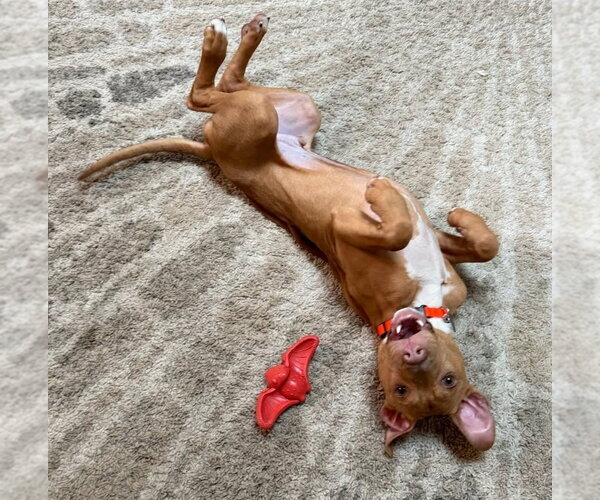 Medium Photo #6 Mutt Puppy For Sale in Rochester, NY, USA