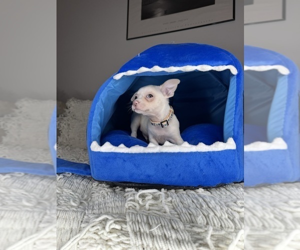 Medium Photo #8 Chihuahua Puppy For Sale in CHARLOTTE, NC, USA