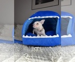 Small #7 Chihuahua