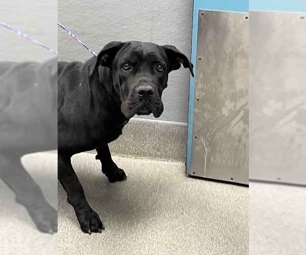 Medium Photo #1 Mastiff-Unknown Mix Puppy For Sale in Las Vegas, NV, USA