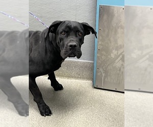 Mastiff-Unknown Mix Dogs for adoption in Las Vegas, NV, USA