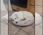 Small #1 Labrador Retriever Mix