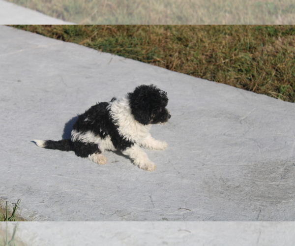 Medium Photo #4 Zuchon Puppy For Sale in BLOOMINGTON, IN, USA