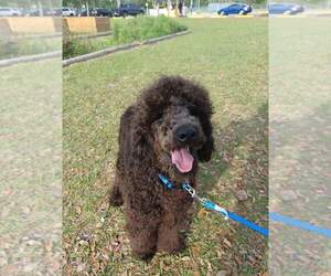 Goldendoodle (Miniature) Puppy for sale in ORLANDO, FL, USA
