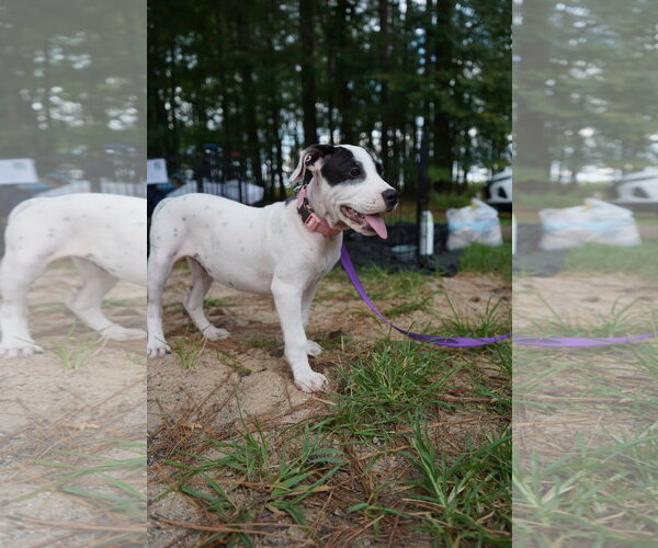 Medium Photo #9 American Staffordshire Terrier-Unknown Mix Puppy For Sale in Holly Springs, NC, USA