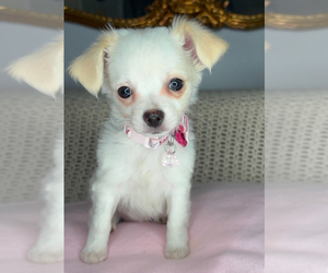 Chihuahua Puppy for sale in CHARLOTTE, NC, USA