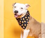 Small #1 American Staffordshire Terrier