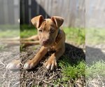 Small Photo #4 Labrador Retriever-Unknown Mix Puppy For Sale in Rosenberg, TX, USA