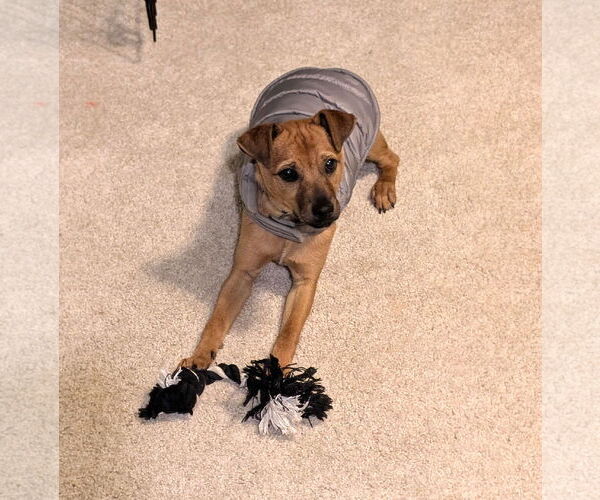 Medium Photo #4 Mutt Puppy For Sale in Arlington, WA, USA