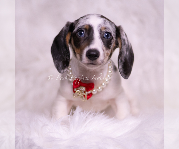 Medium Photo #2 Dachshund Puppy For Sale in WARSAW, IN, USA