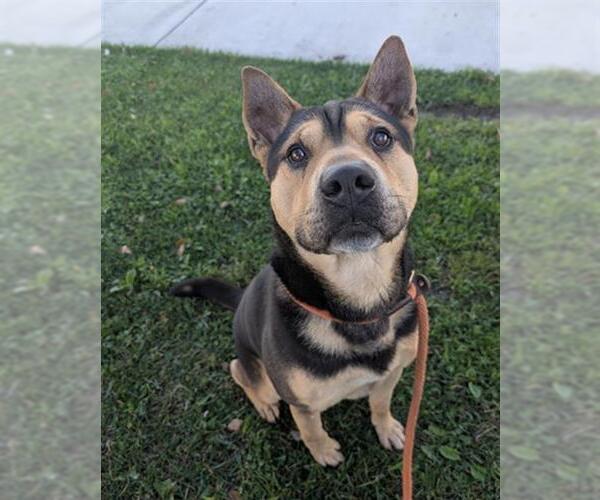 Medium Photo #3 Chinese Shar-Pei-German Shepherd Dog Mix Puppy For Sale in Redlands, CA, USA
